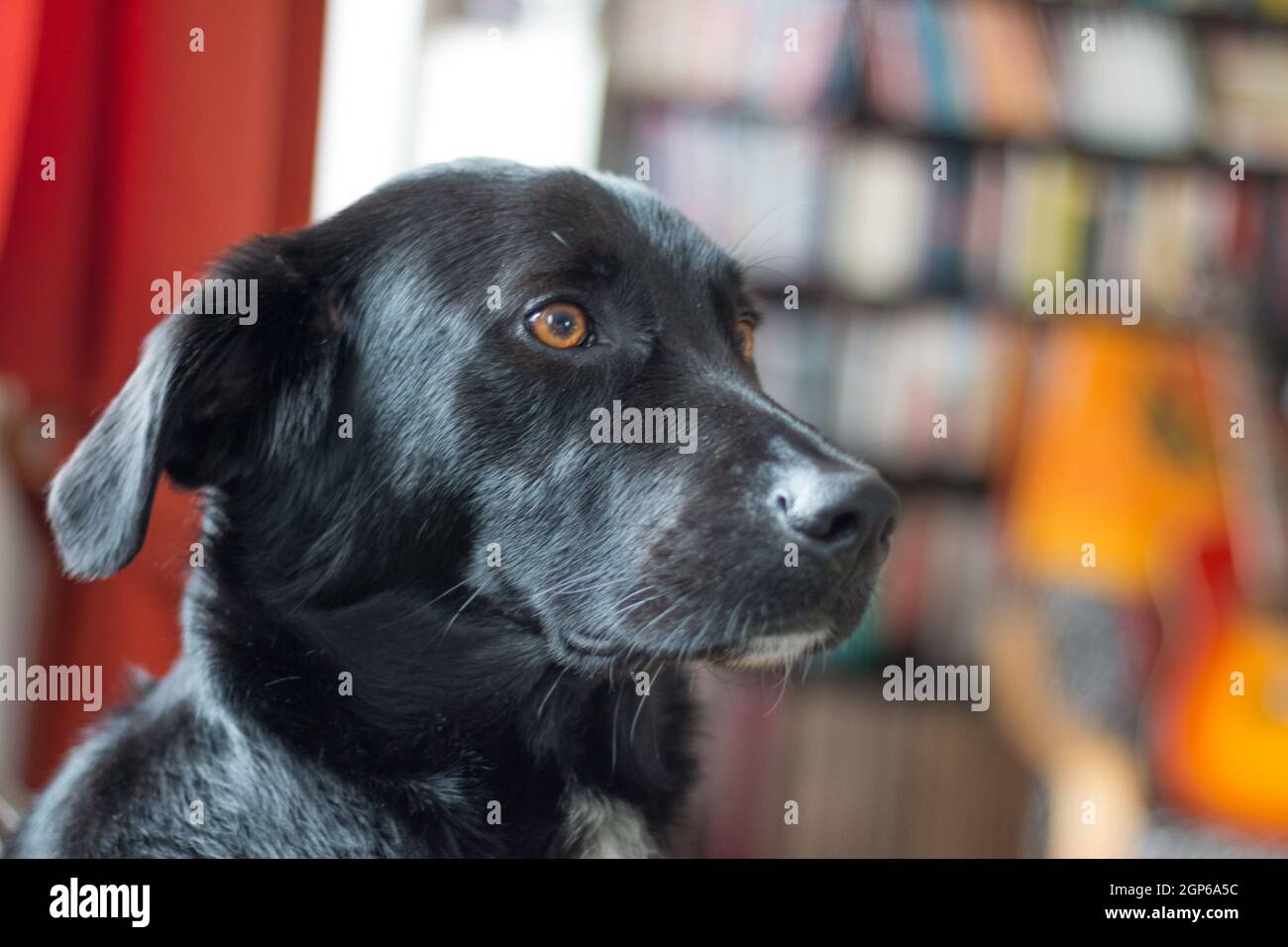 Cute black dog is lying on the floor and relaxing Stock Photo - Alamy
