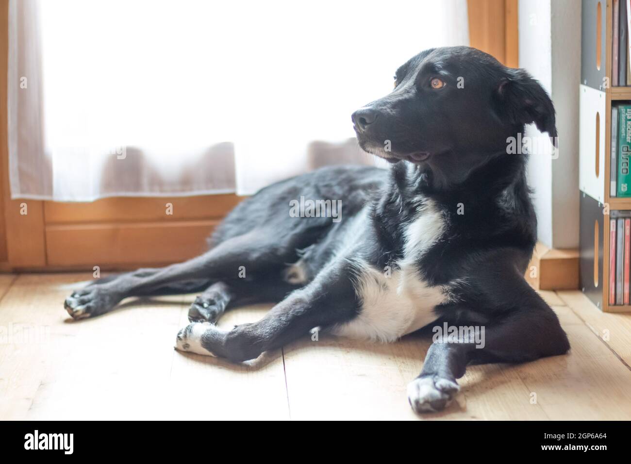 Cute black dog is lying on the floor and relaxing Stock Photo - Alamy
