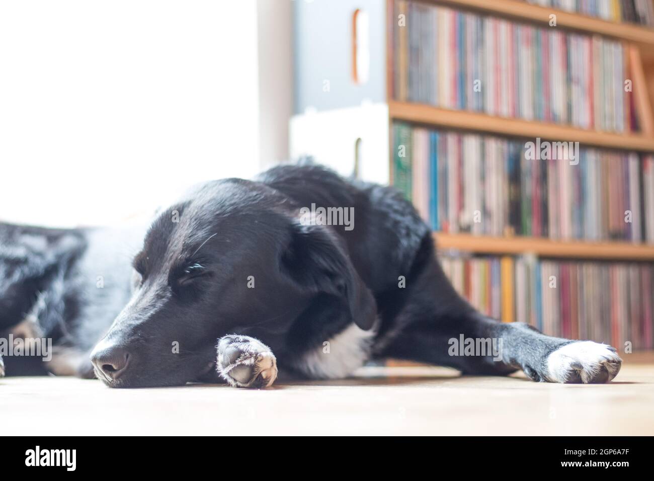 Cute black dog is lying on the floor and relaxing Stock Photo - Alamy