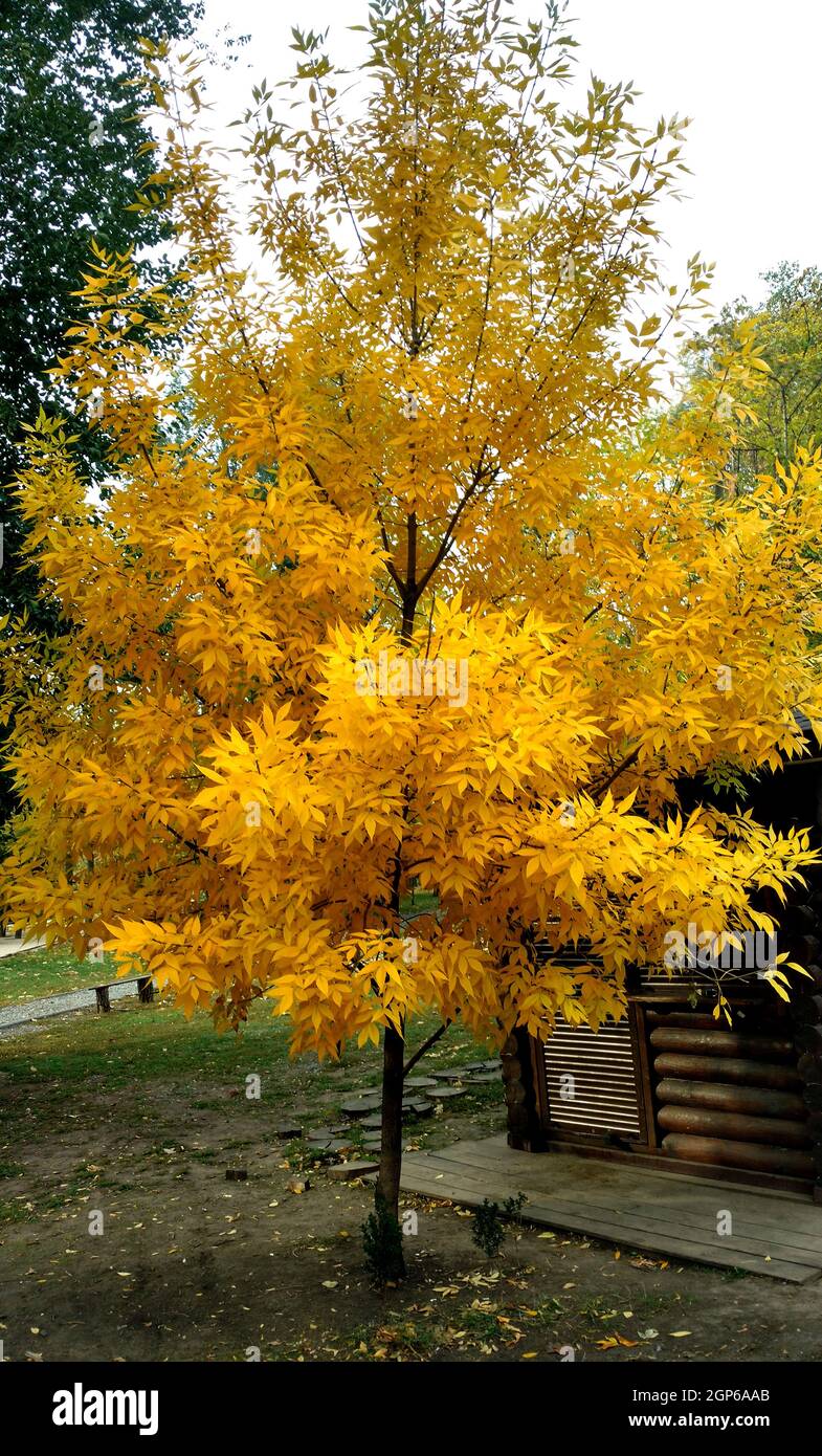 Pennsylvania ash hires stock photography and images Alamy