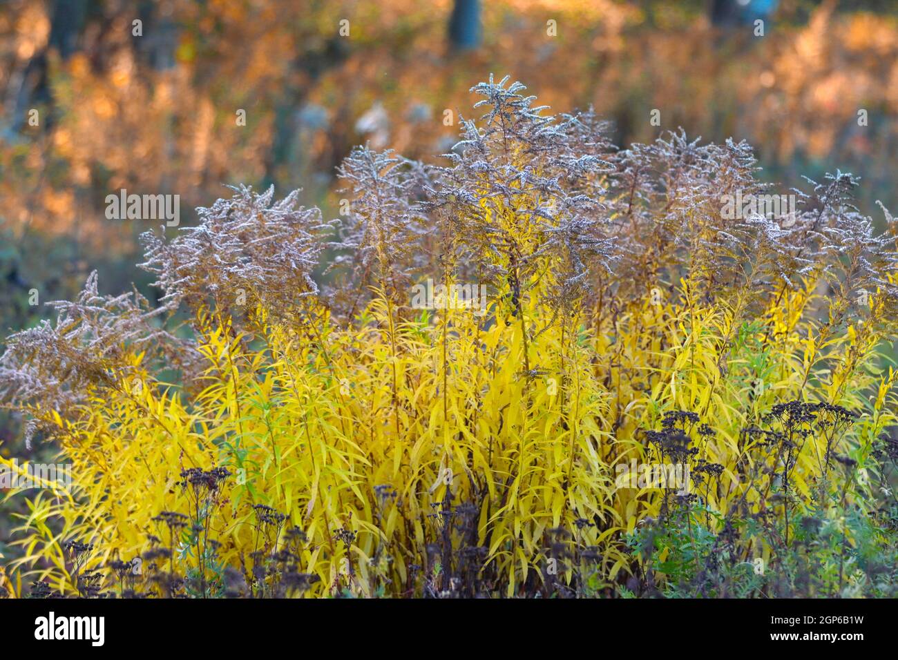 Goldenrod plant in the autumn season. Vegetable, autumn background. Stock Photo