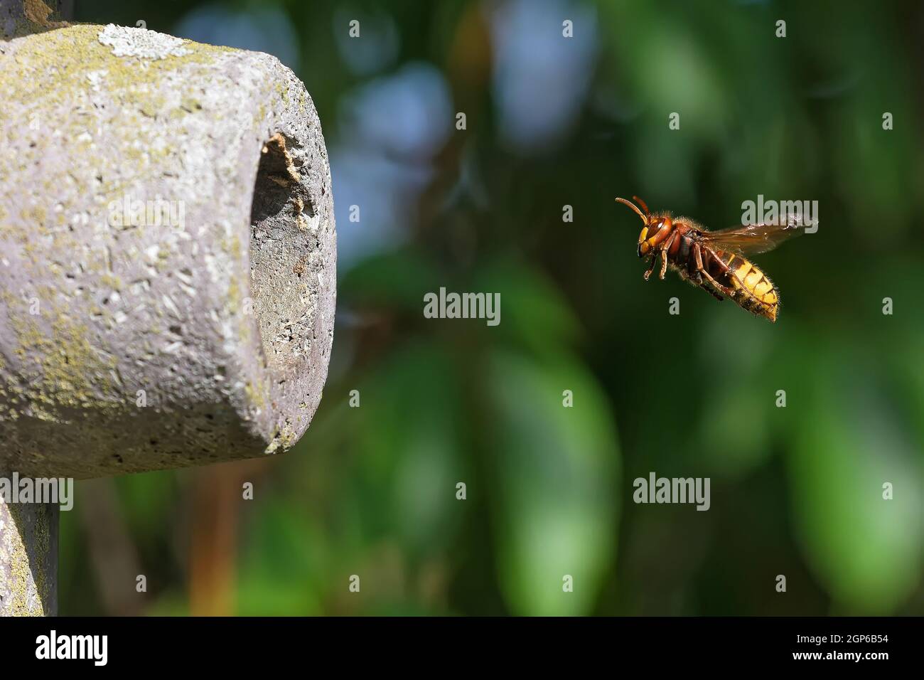 Hornisse vor dem Nest Stock Photo