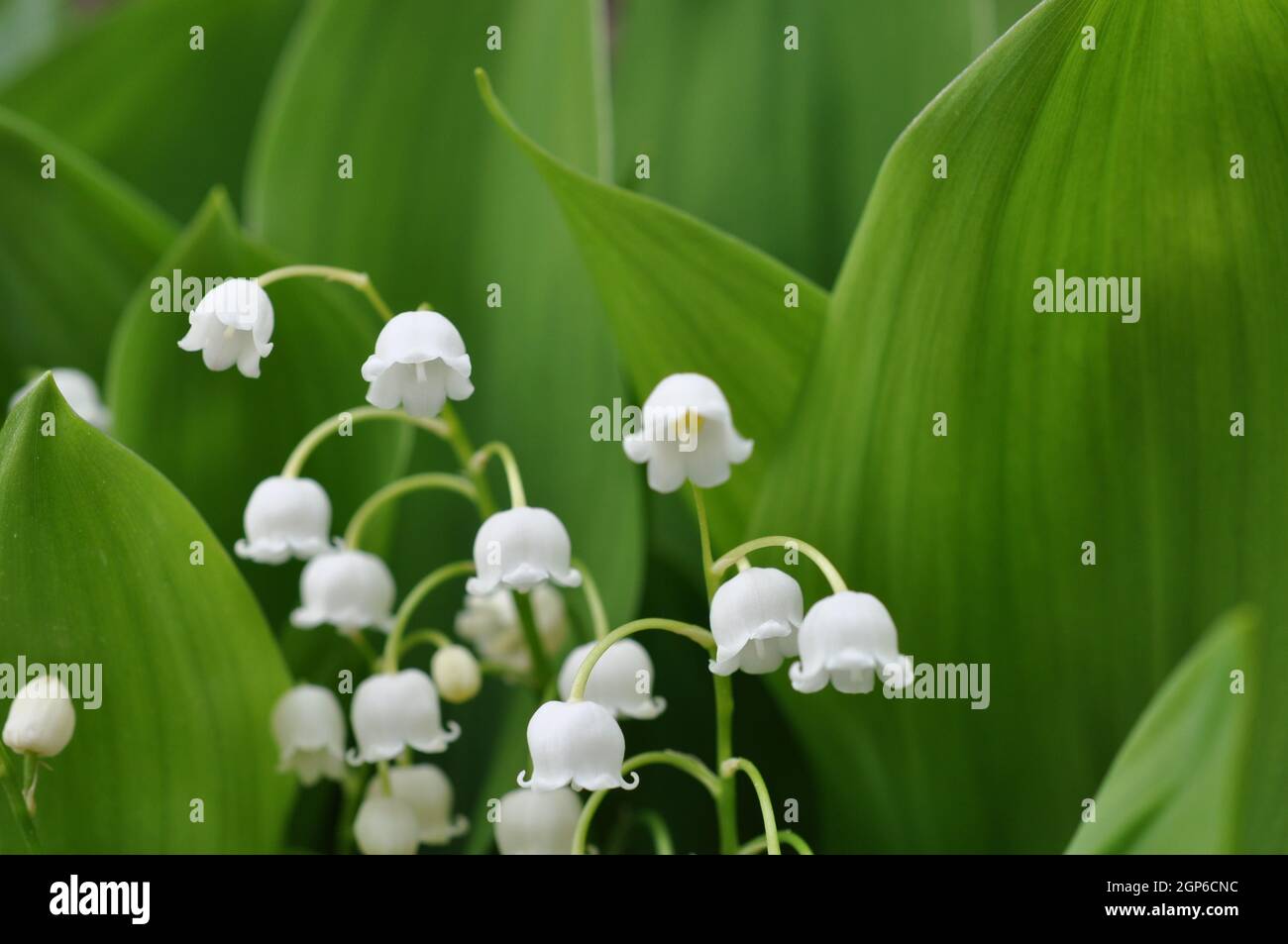 maiglöckchen im detail mit grünen blättern frühlingsbote Stock Photo