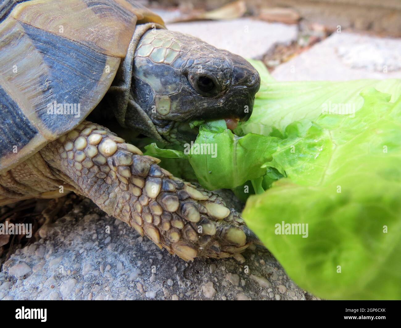 Ornate Box Turtle Stock Photo Alamy   Ornate Box Turtle 2GP6CXK 