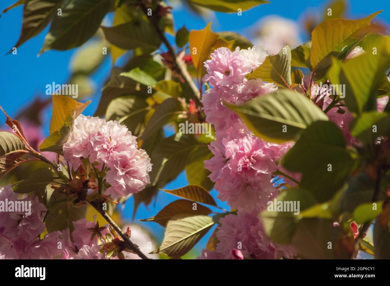Close-up of Prunus japonica (Cerasus japonica), also called Japanese bush cherry or Oriental bush cherry, or Korean bush cherry. Tree in springtime. Stock Photo