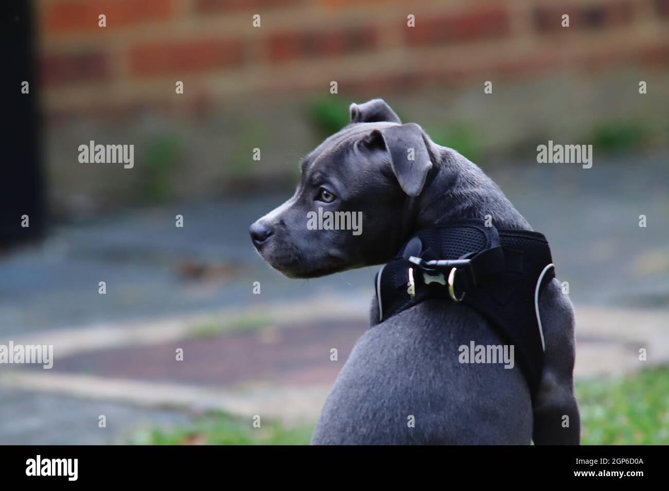 portrait of a blue staff puppy Stock Photo