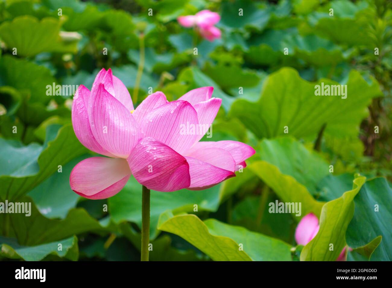 beautiful blooming pink lotus flower over green leaves nature background Stock Photo