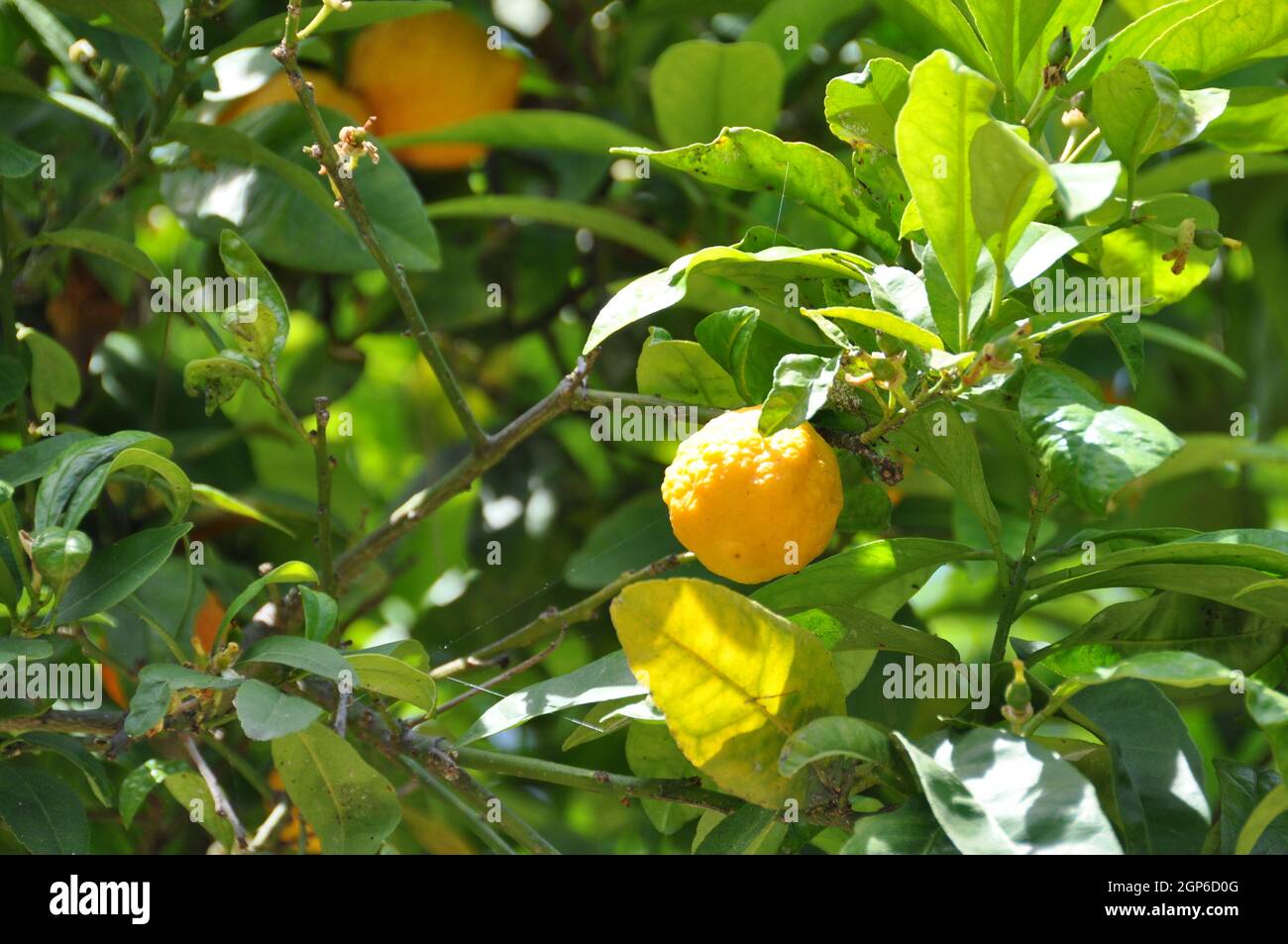 zitronenbaum in italien Stock Photo