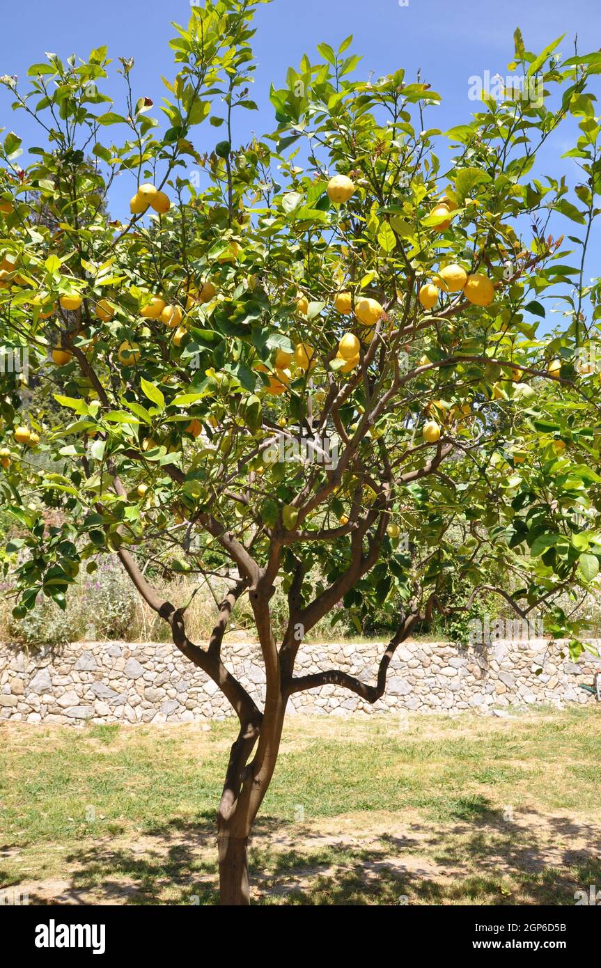 zitronenbaum in italien Stock Photo