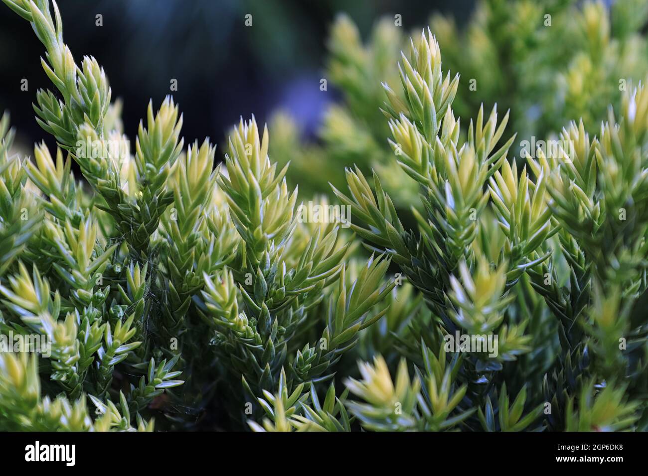 Background of new growth needles on a juniper shrub. Stock Photo