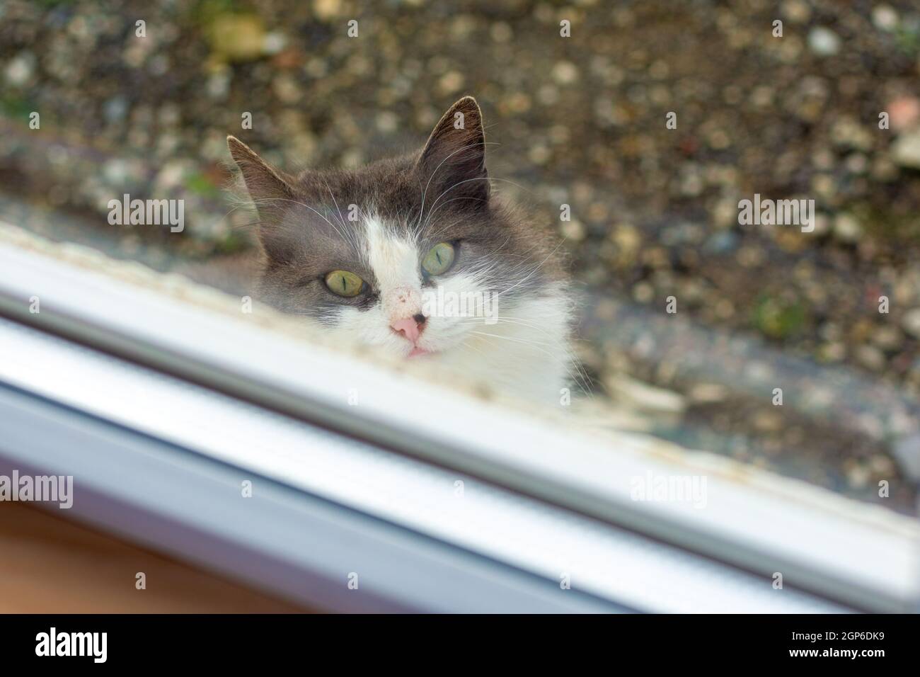 Piteously A stray cat looks piteously out the window Stock Photo - Alamy