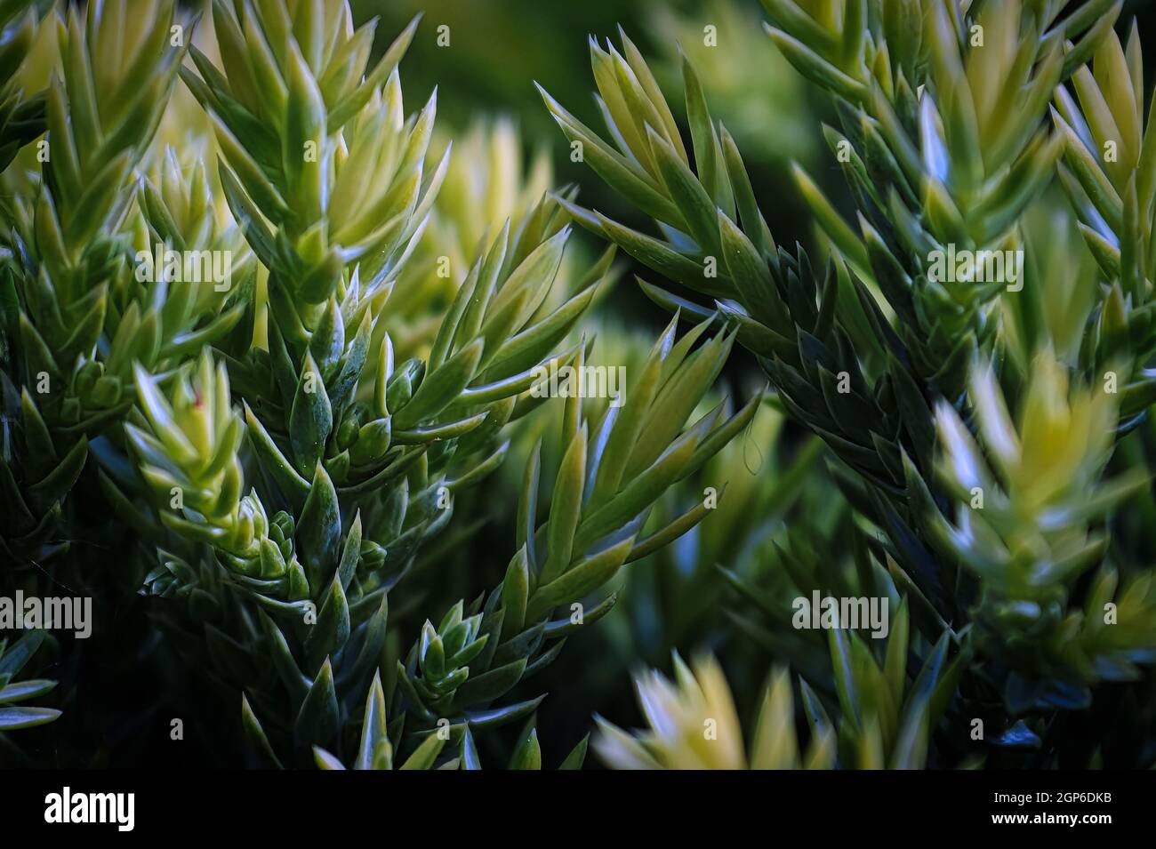 .Macro of yellow new growth tips on a Holger Juniper. Stock Photo