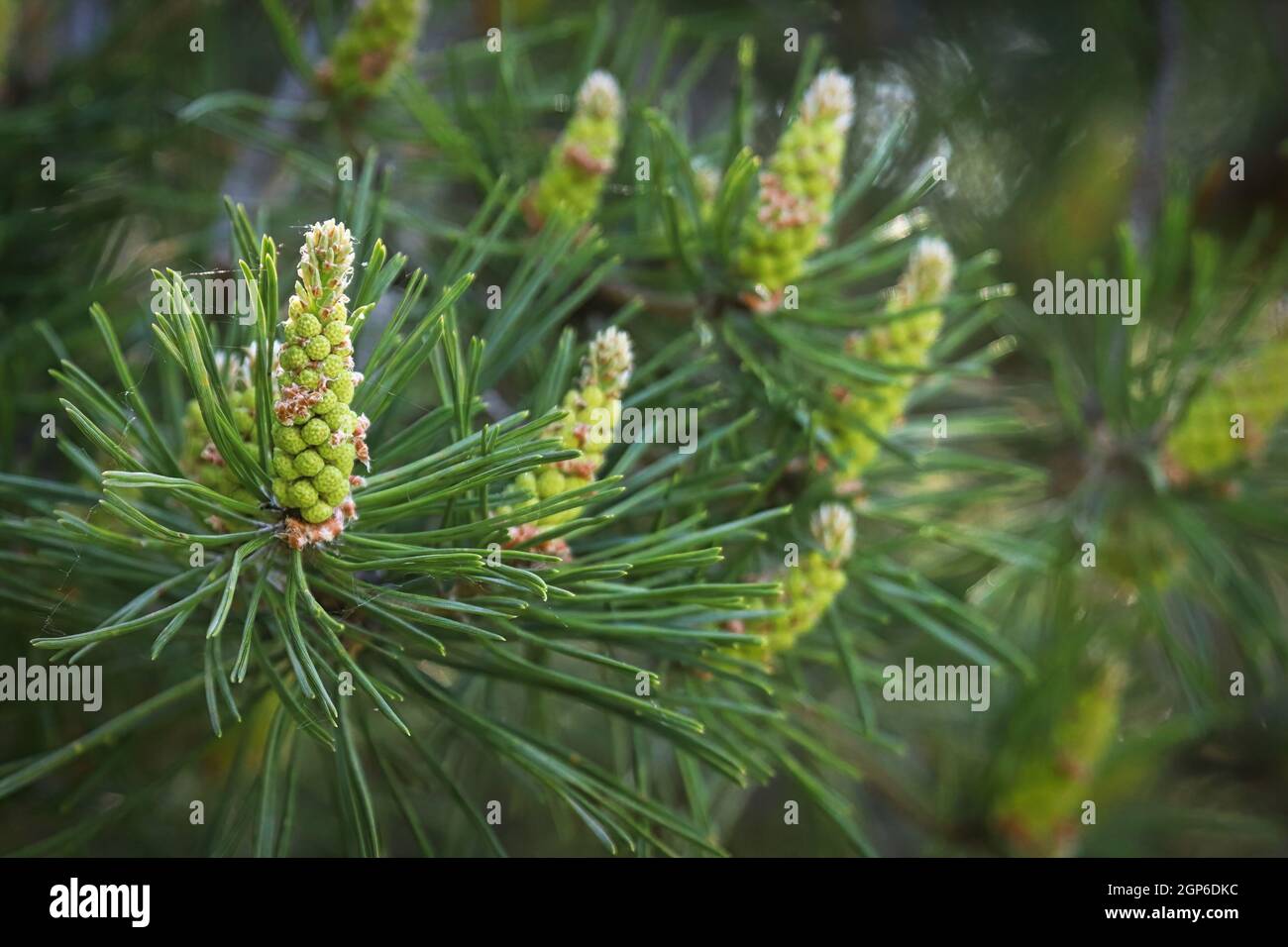Closeup of male pine cones about to burst with pollen. Stock Photo