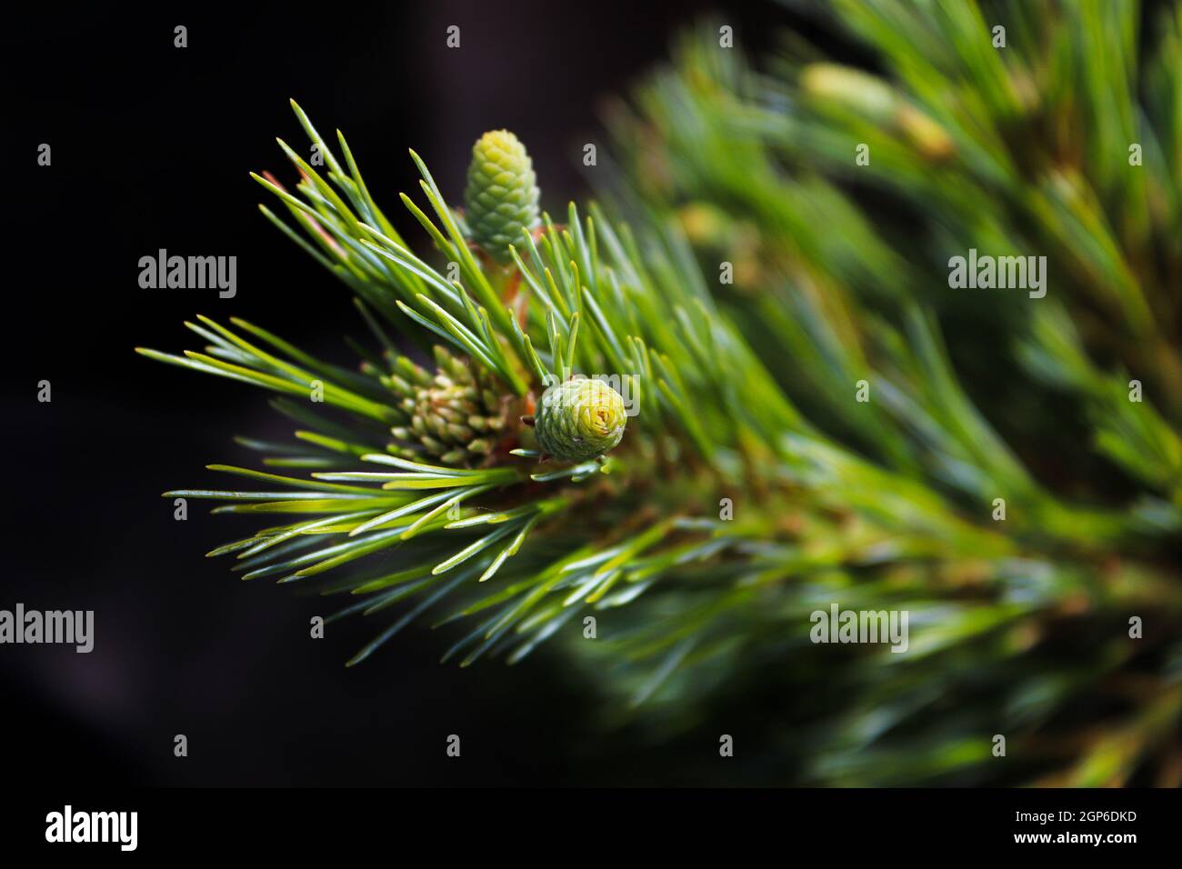 Tiny green pine cones against a black background. Stock Photo