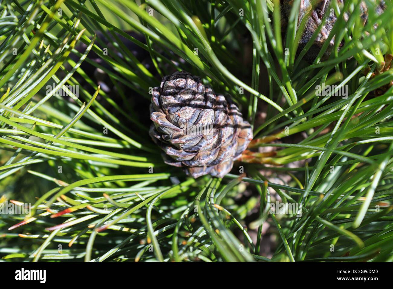 An older but closed pine cone on a branch. Stock Photo