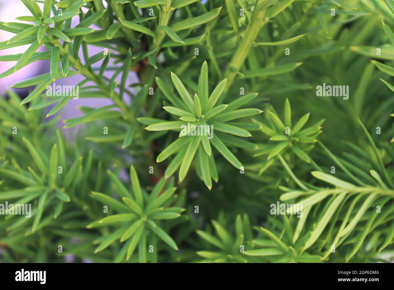 Closeup of the green branches on a Hicks Yew. Stock Photo