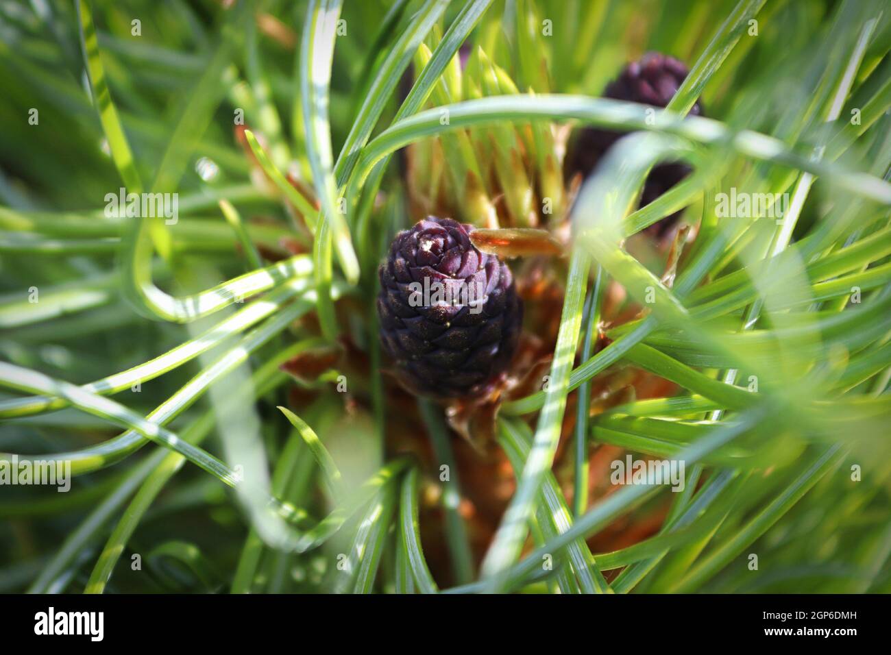 A female pollen cone on a Wiethorst Pine tree. Stock Photo