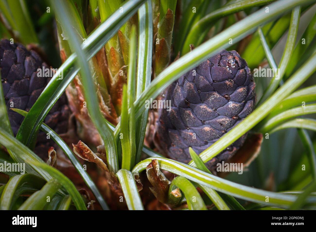 A purple pine cone between long green needles. Stock Photo
