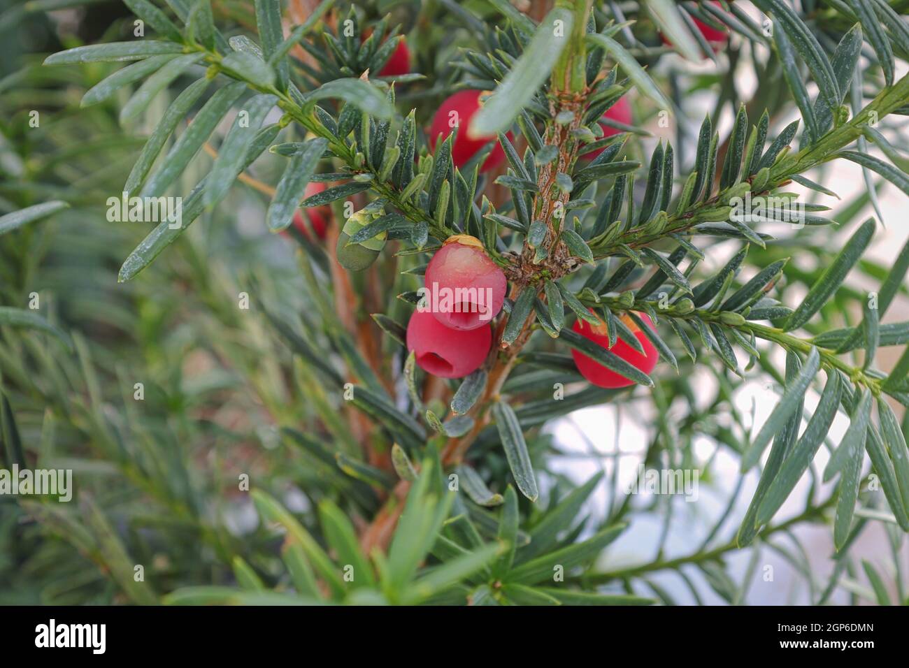 Poisionous red aril on a yew shrub. Stock Photo