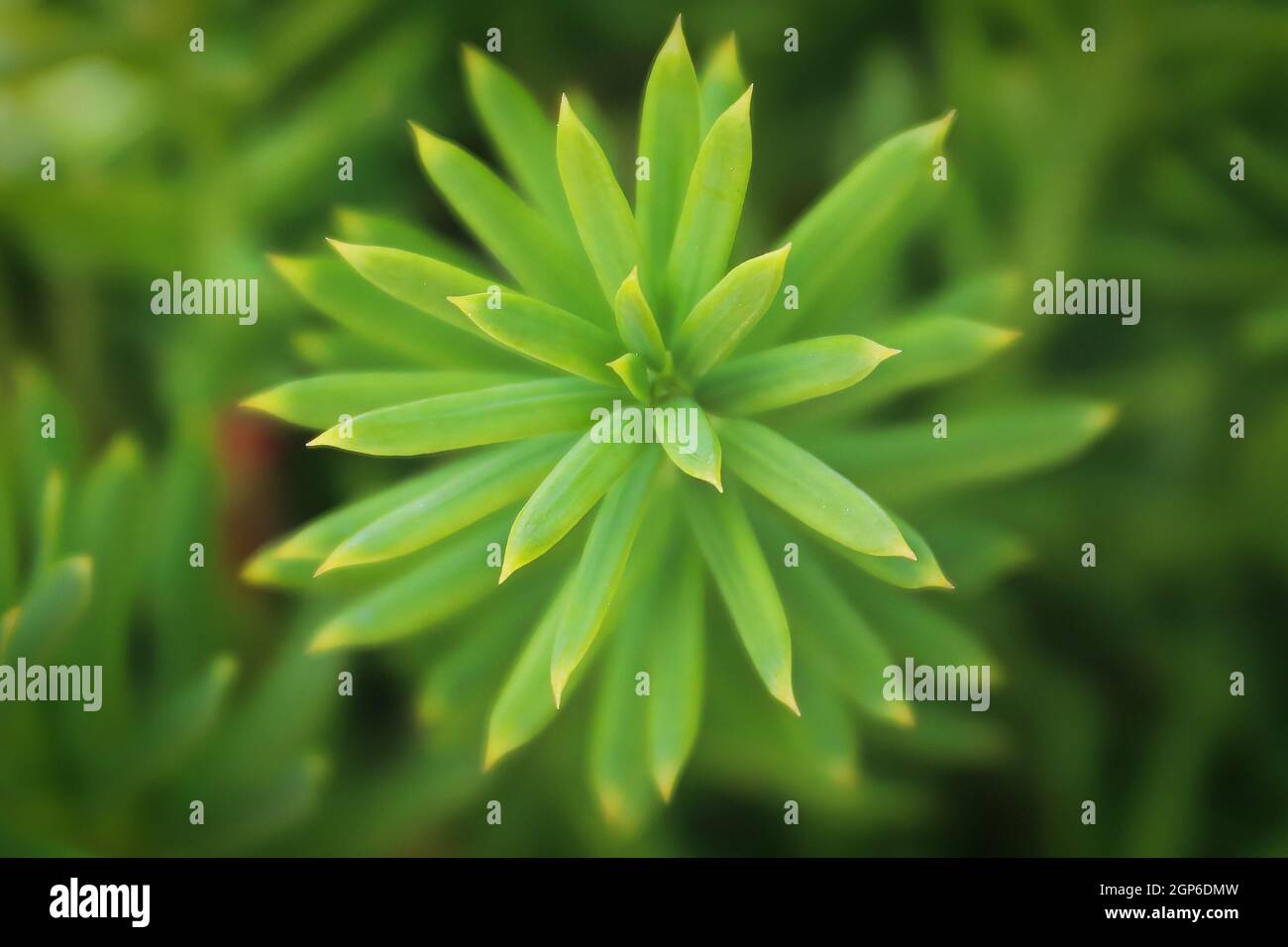 Background macro of a needles on a Hicks Yew. Stock Photo