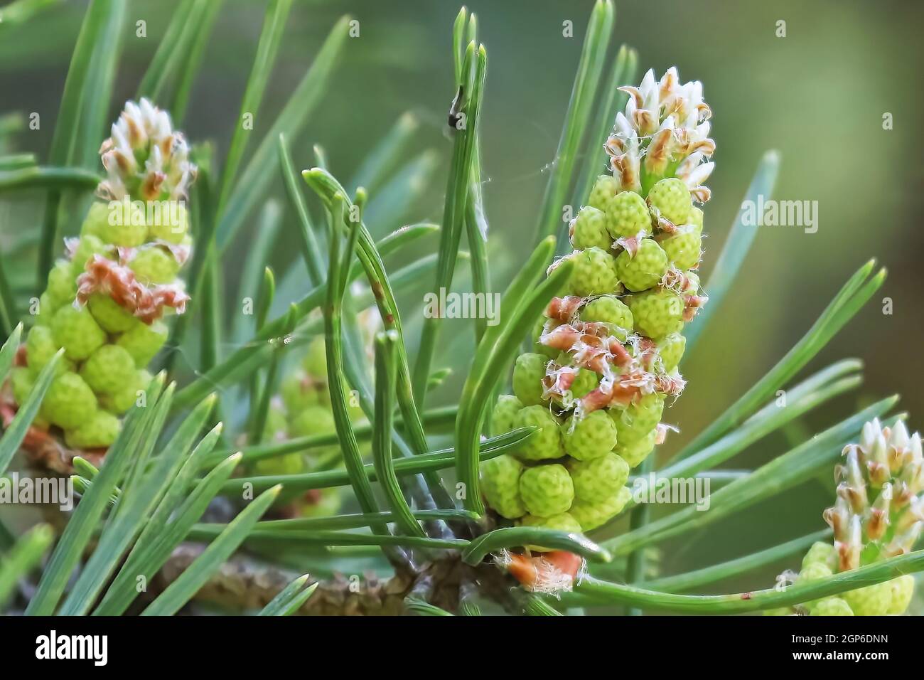 Macro of male pine cones about to burst with pollen. Stock Photo