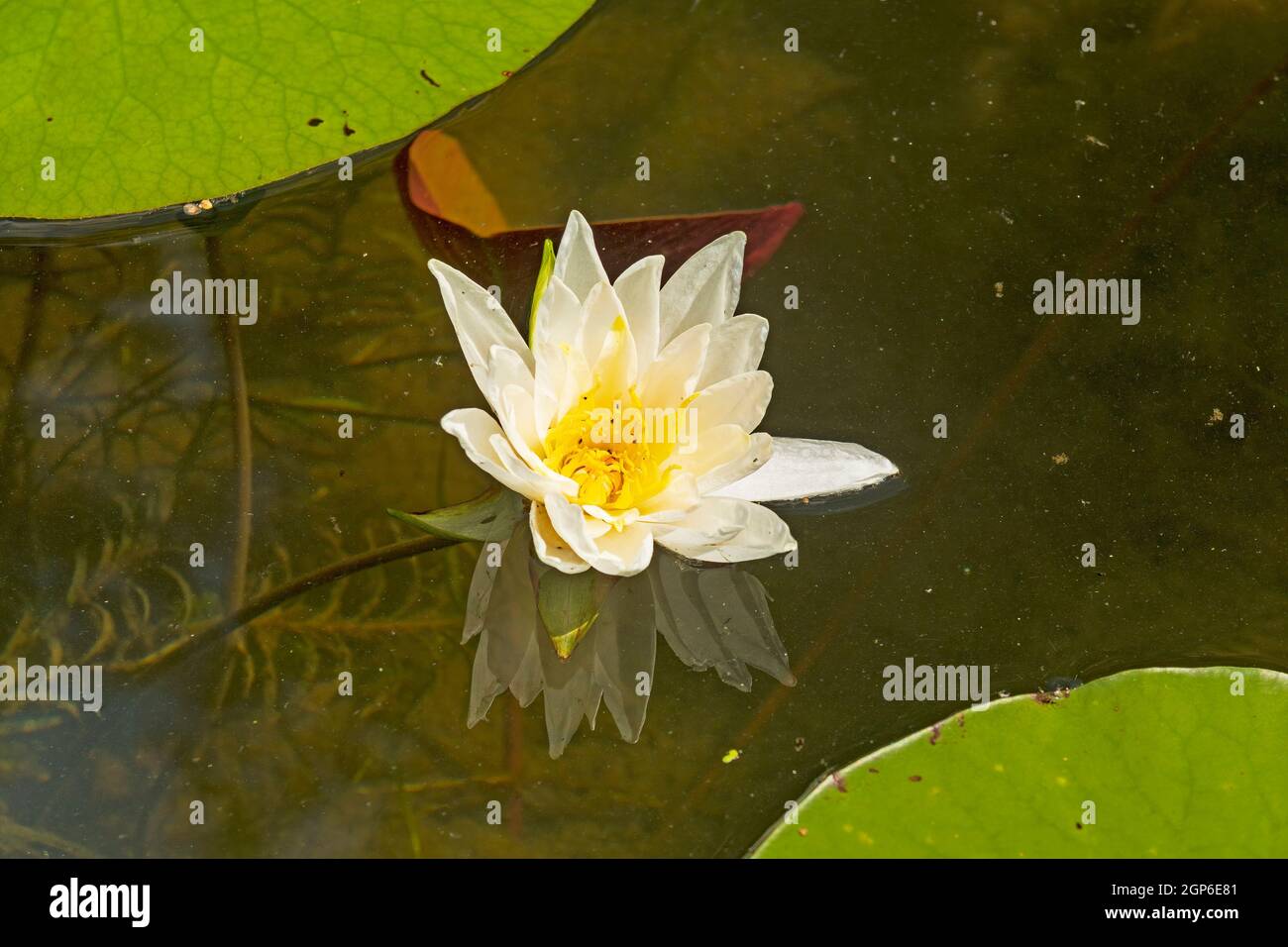 White Water Lily on Crooked Lake in the Sylvania Wilderness in Michigan Stock Photo