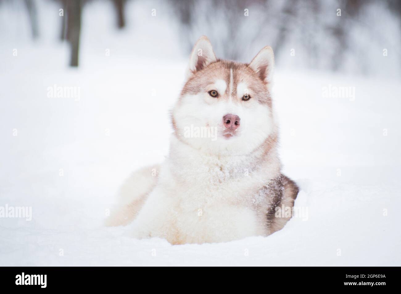 The red color of the dog of the Siberian Husky breed lies in winter on ...