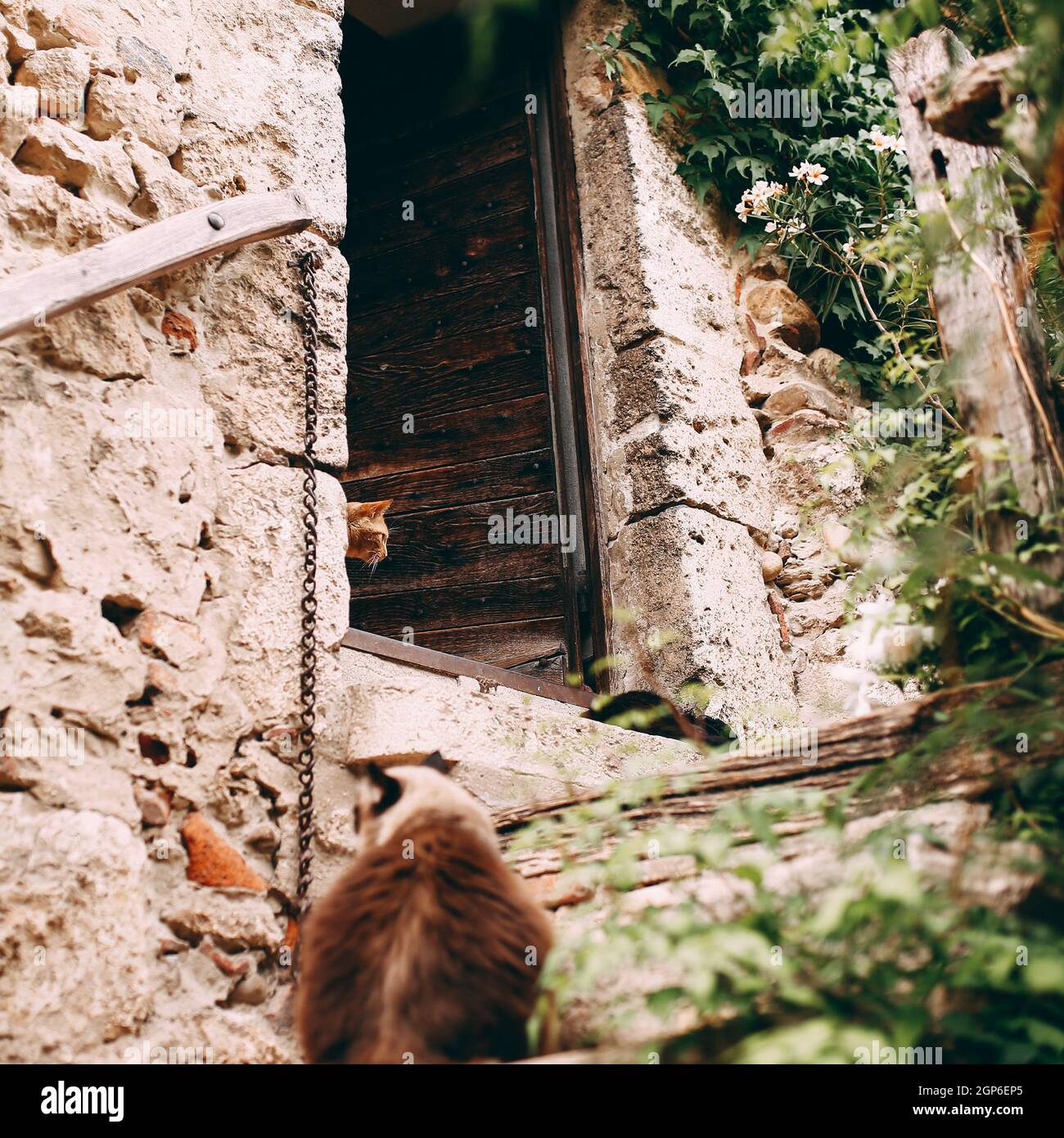Facade of old stone buildings in Perouges, France, two cats in door ...