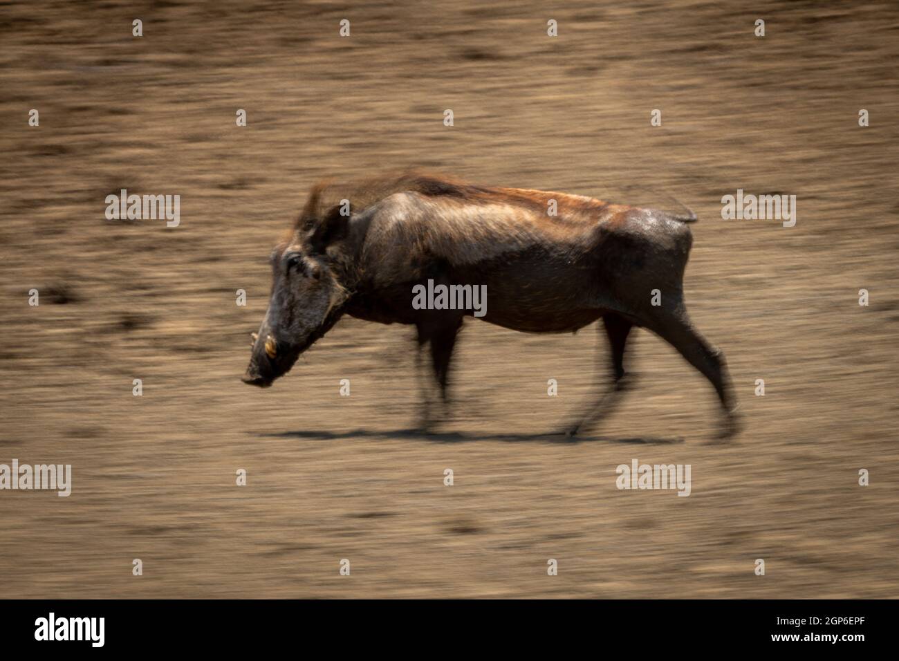 Slow pan of common warthog heading left Stock Photo - Alamy