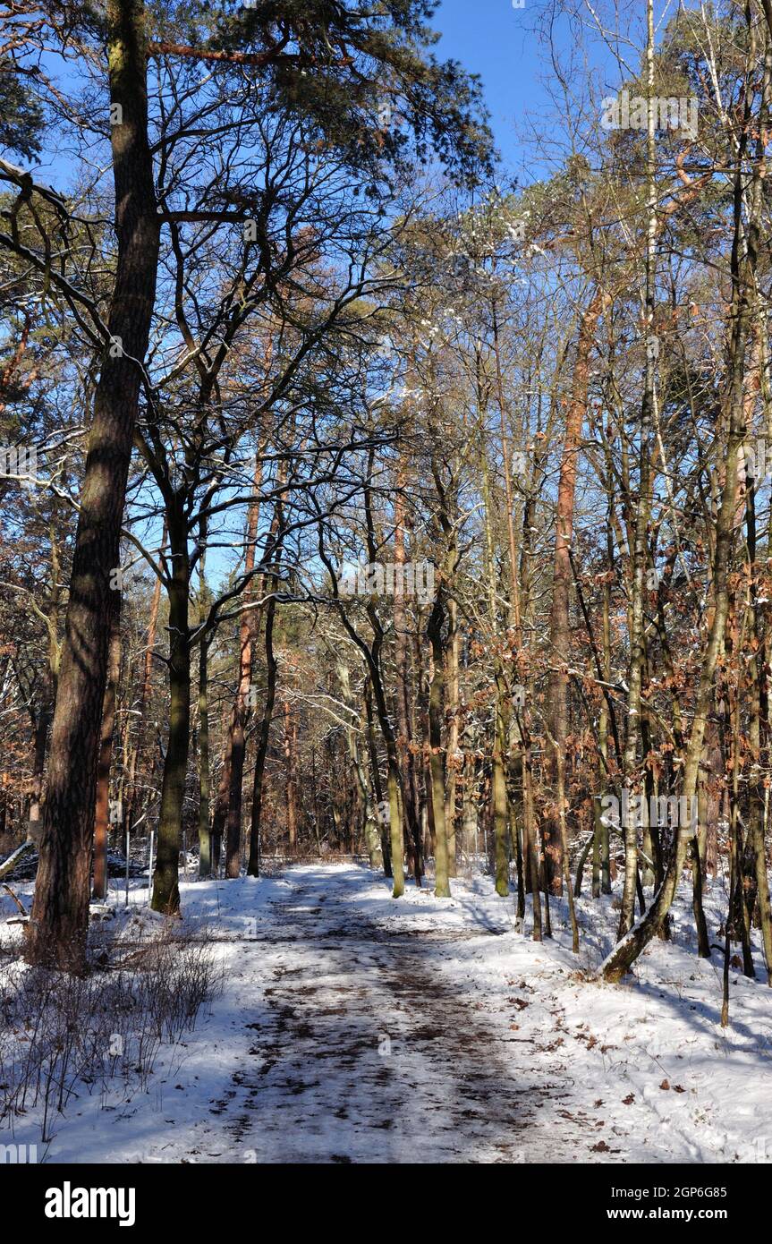 Ein winterlicher Märchenwald im Erpetal gleich vor den Toren Berlins in der Gemeinde Hoppegarten. - A winter fairytale forest in the Erpetal just outs Stock Photo