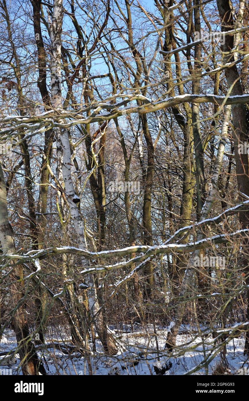Ein winterlicher Märchenwald im Erpetal gleich vor den Toren Berlins in der Gemeinde Hoppegarten. - A winter fairytale forest in the Erpetal just outs Stock Photo