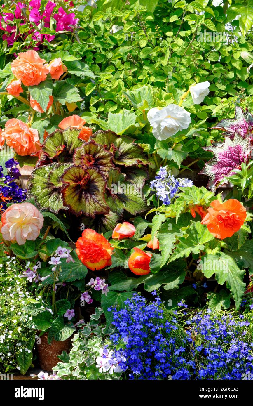 Typical English garden plants flowers in summer time Stock Photo Alamy