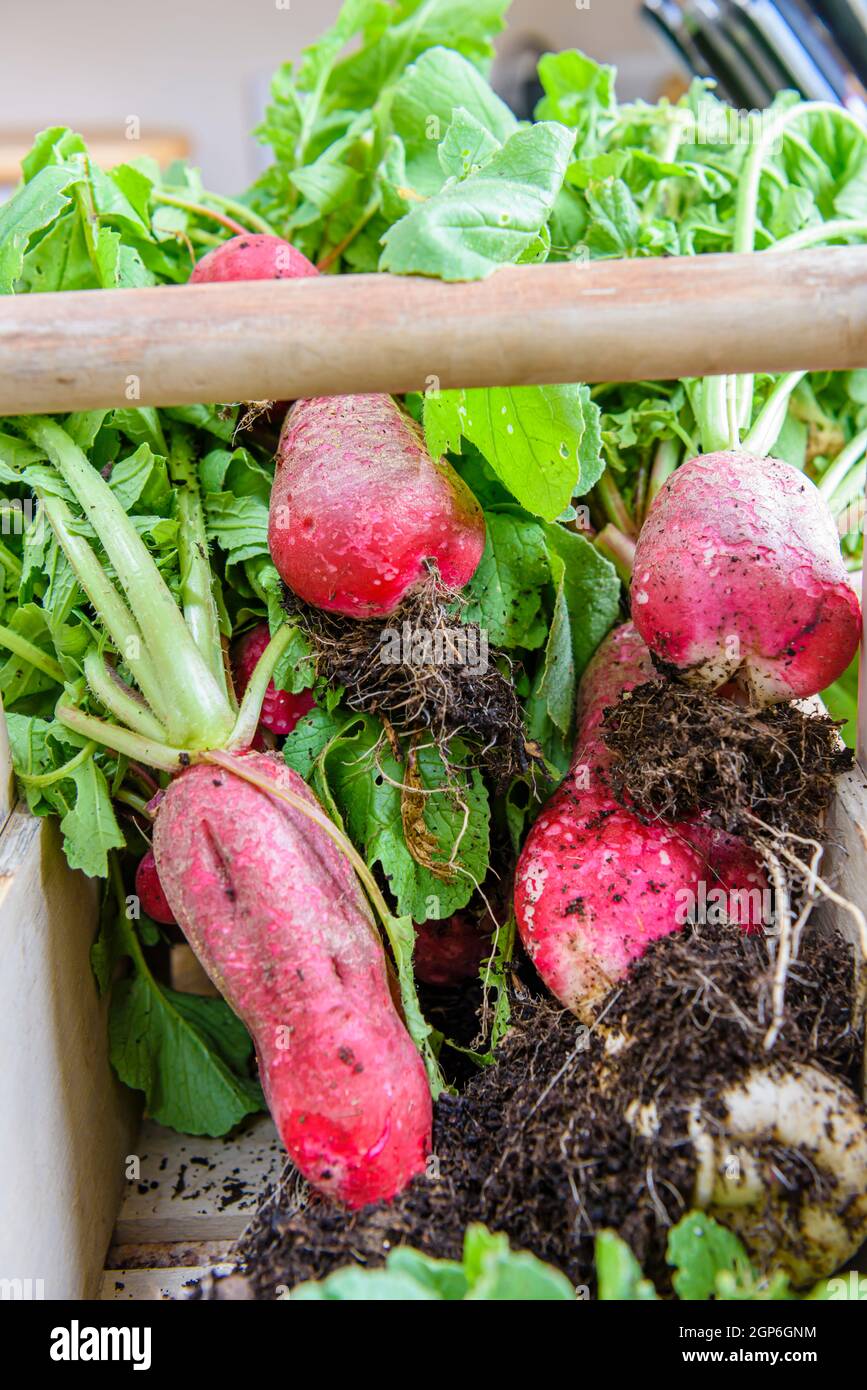 Large radishes in a basket after being harvested from a vegetable garden. Stock Photo