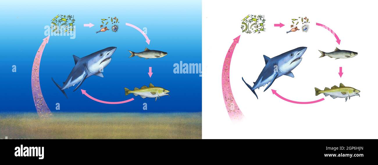 The food chain of creatures in the sea Stock Photo