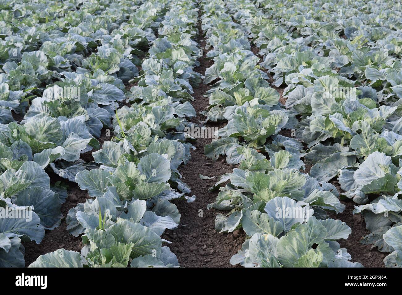 Cabbage field. Cultivation of cabbage in an open ground in the field ...