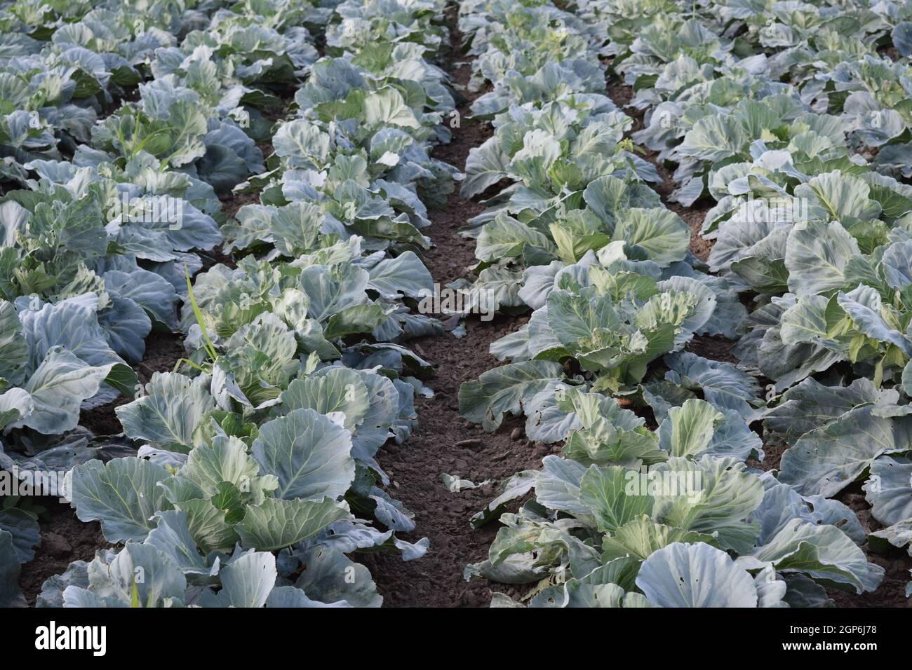 Cabbage field. Cultivation of cabbage in an open ground in the field ...