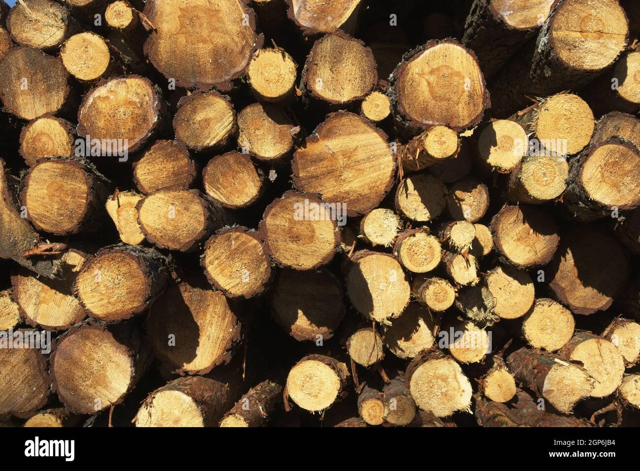 Cut stacked pine logs hi-res stock photography and images - Alamy