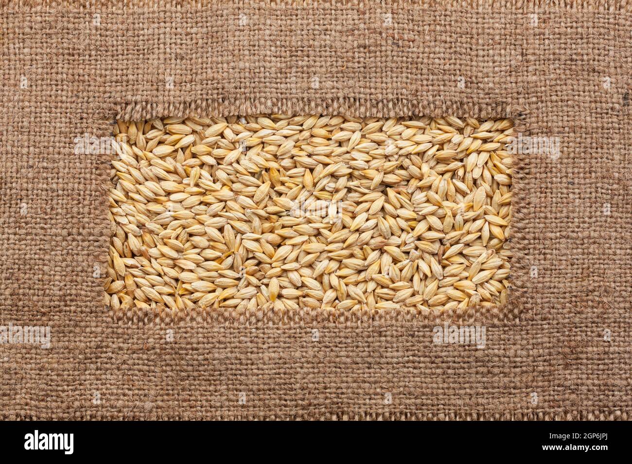 Frame made of rough burlap lies on barley grains, as background Stock ...