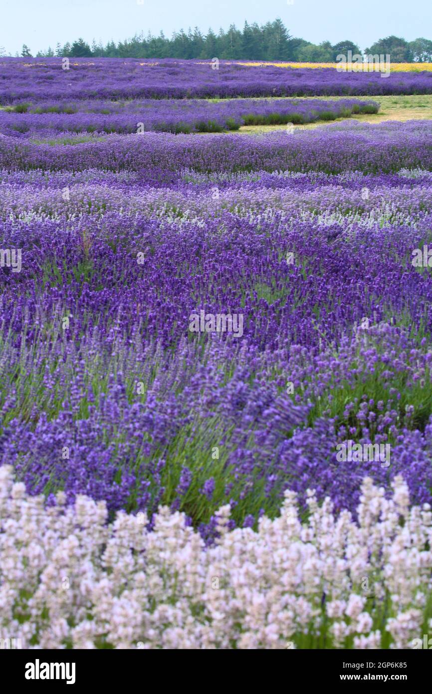Lavender fields Snowshill Cotswolds  Gloicestershire Stock Photo