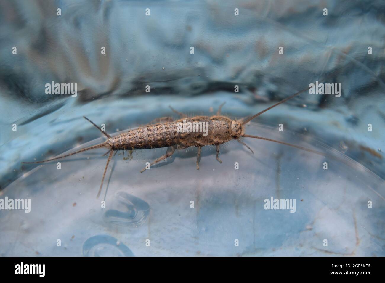 Insect feeding on paper - silverfish. Pest books and newspapers Stock ...