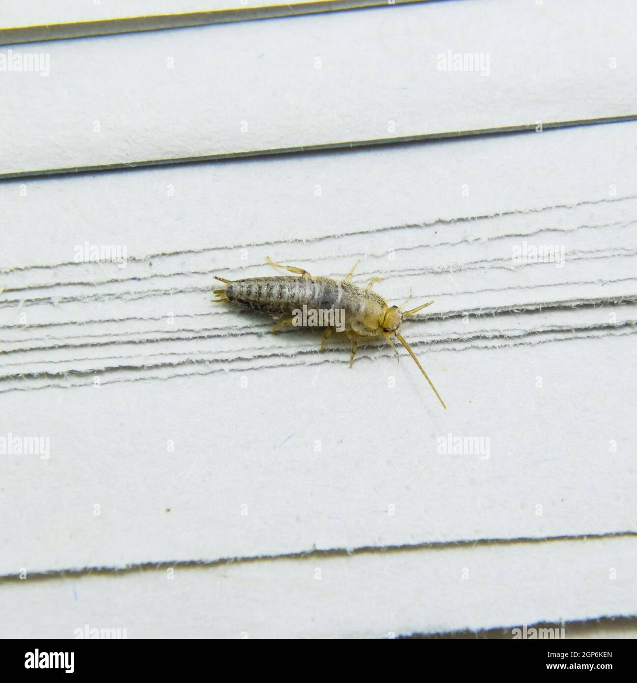 Insect feeding on paper - silverfish. Pest books and newspapers. Stock Photo