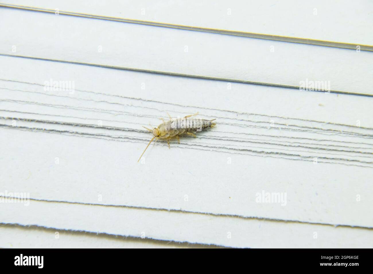 Insect feeding on paper - silverfish. Pest books and newspapers. Stock Photo