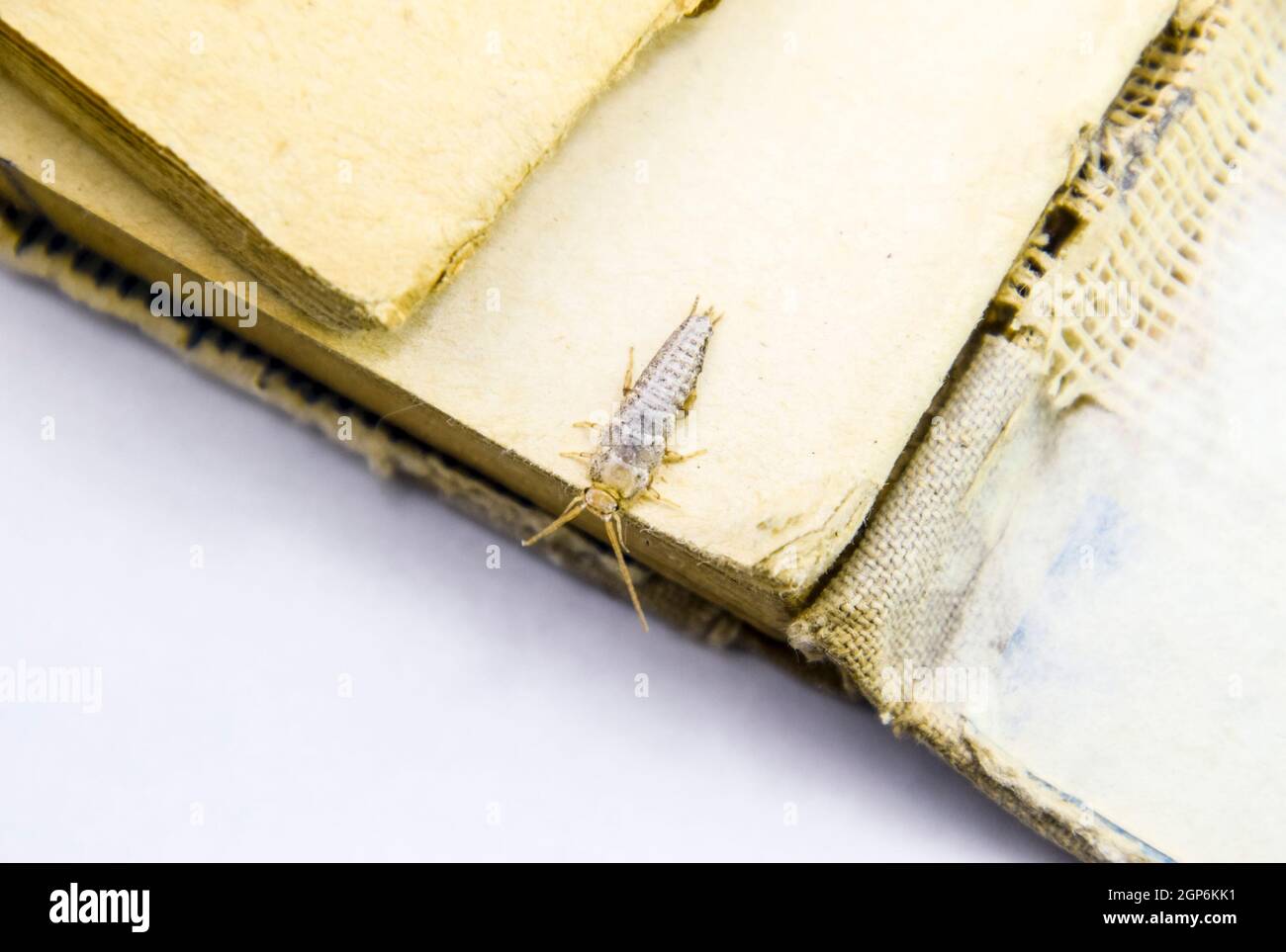 Insect feeding on paper - silverfish. Pest books and newspapers Stock ...