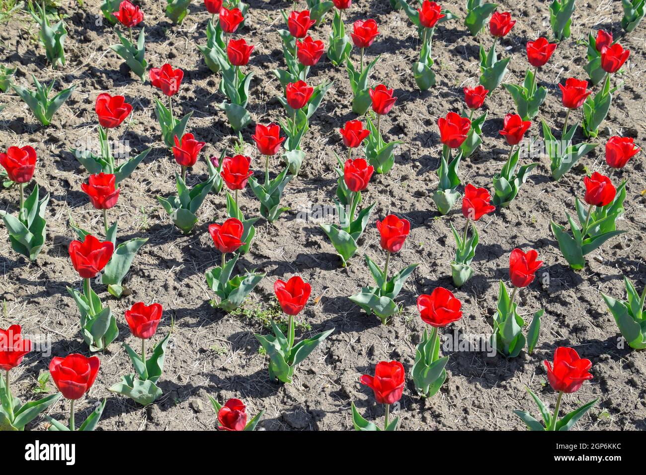 Red flowers of tulips on a flower bed. A flower bed with tulips Stock ...
