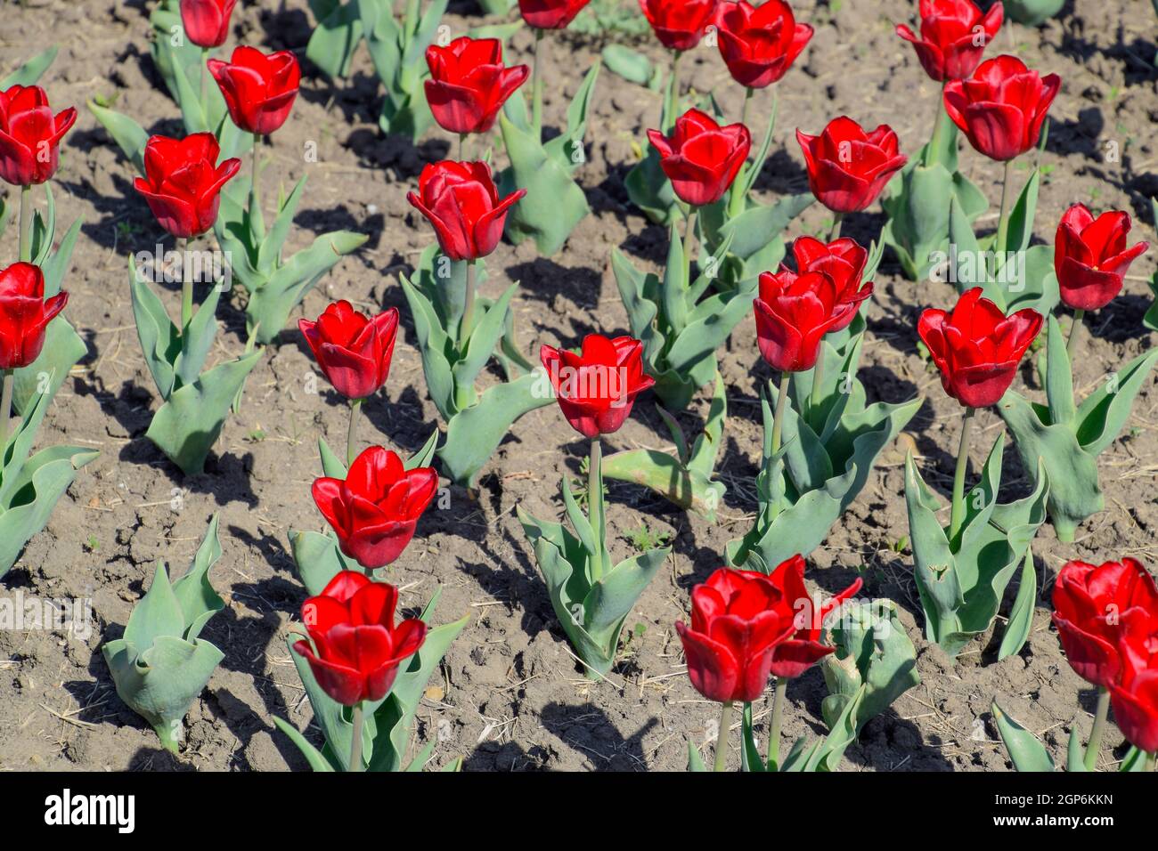Red flowers of tulips on a flower bed. A flower bed with tulips Stock ...