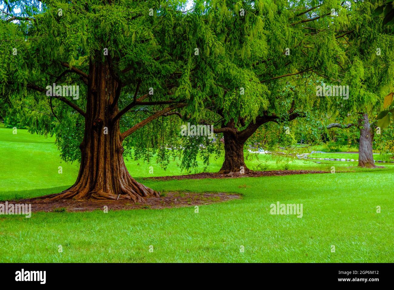 High trees in the park against a green background on a gloomy day Stock ...