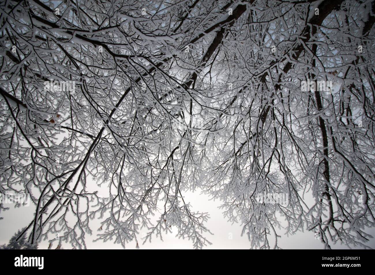 Snow and frost covered trees in January. Winter in Austria Stock Photo ...