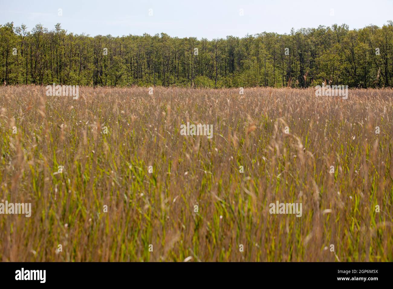 Swamp with reed grass in a national park near the Baltic Sea Stock Photo