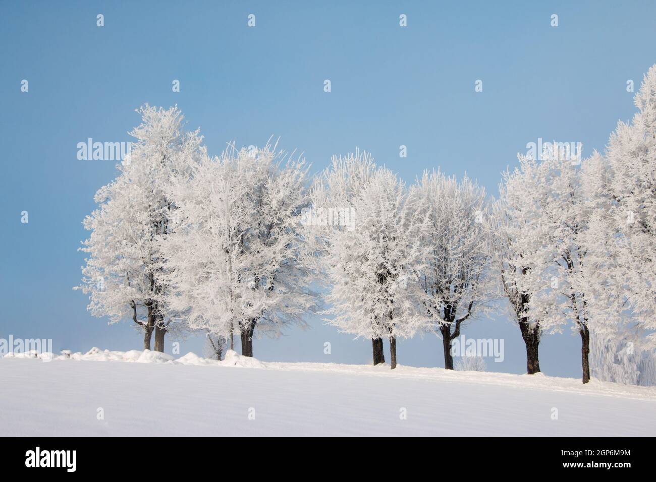 Snow and frost covered trees in January. Winter in Austria Stock Photo ...