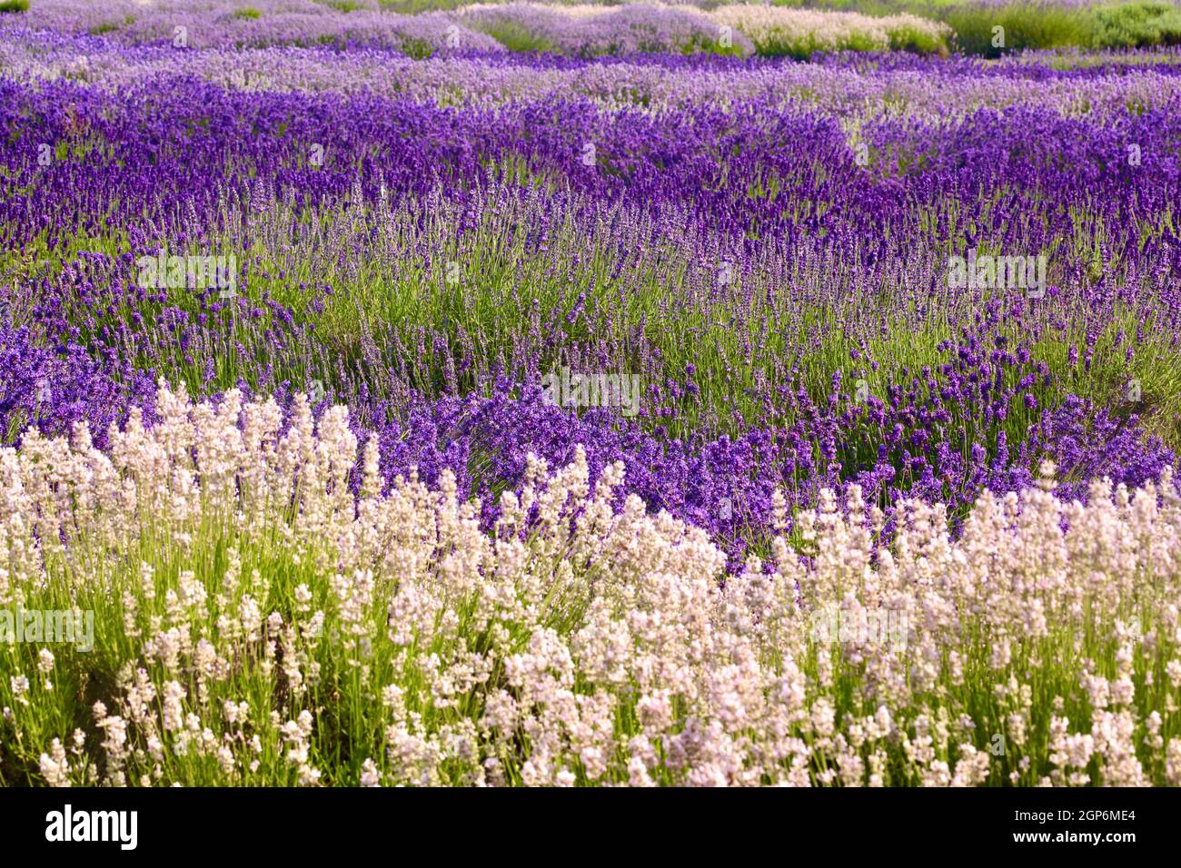 Lavender fields Snowshill Cotswolds Gloucestershire Stock Photo Alamy